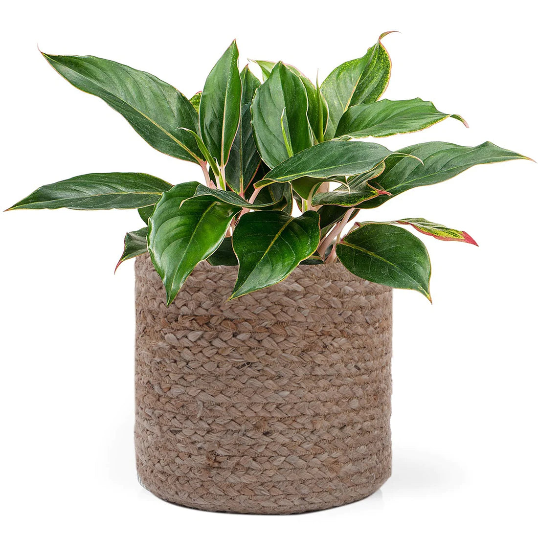 Jute Braided Basket - 6 Inches